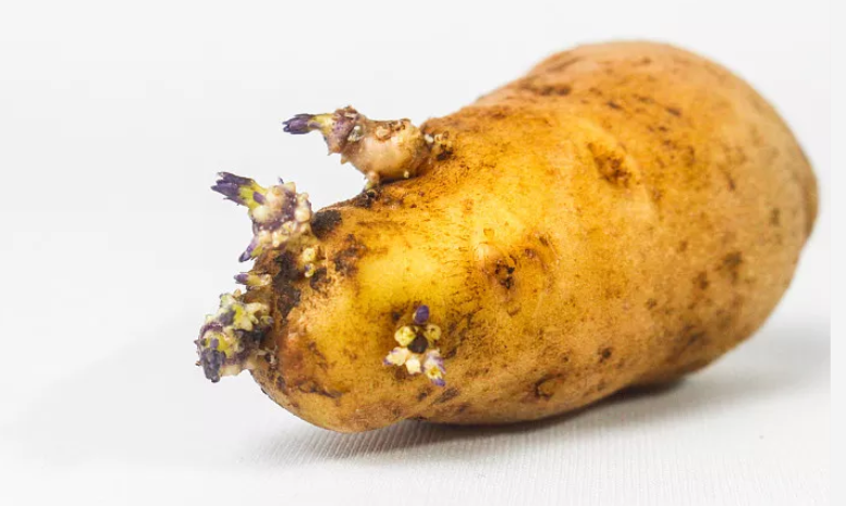哪些蔬菜食物发芽可以吃哪些不可以吃？怎么注意？