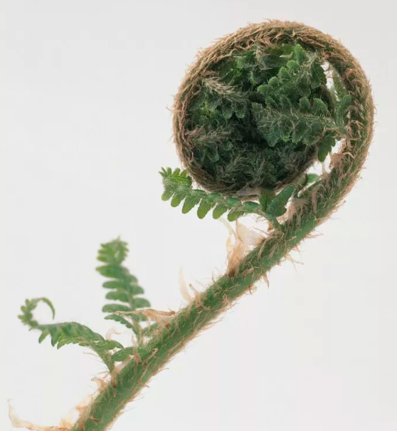 很多人采摘食用的这几种野菜，要注意可能会致癌