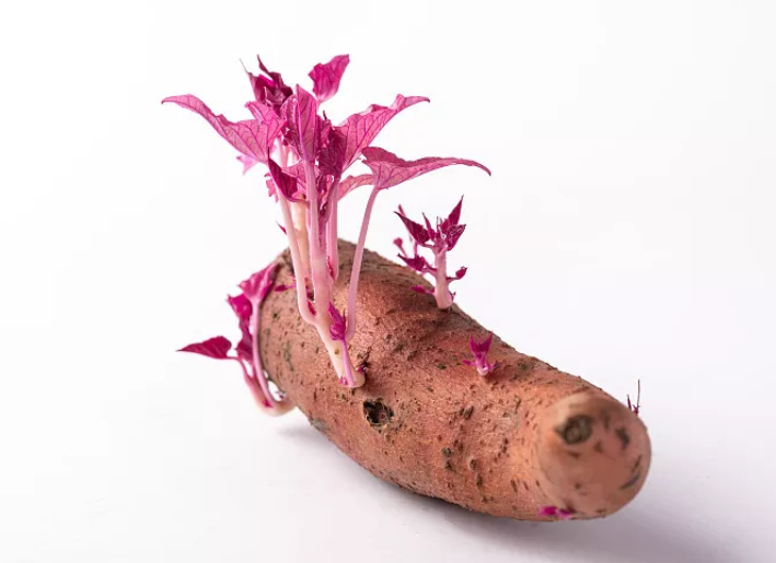 长芽红薯.png