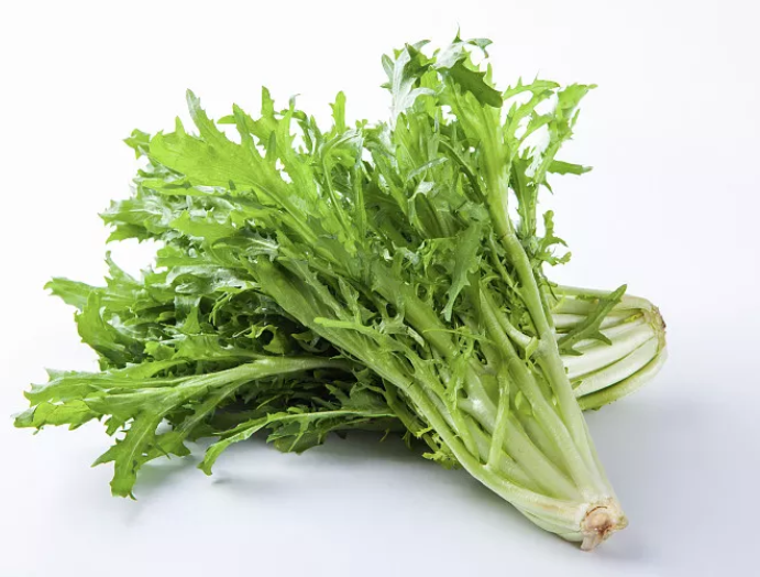 苦菊.png