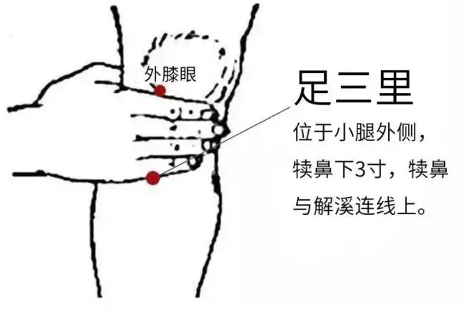 足三里穴.png